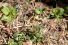 Valeriana arizonica