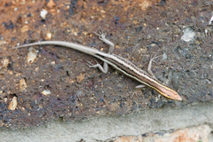 Cryptoblepharus virgatus