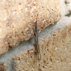 Cryptoblepharus virgatus