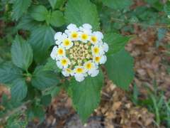 Lantana × strigocamara