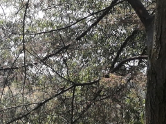 Catharus occidentalis