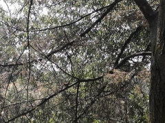 Catharus occidentalis