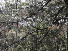 Catharus occidentalis