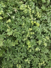Alchemilla conjuncta