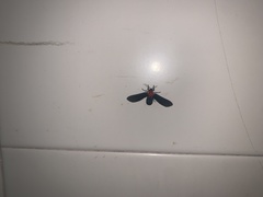 Psoloptera thoracica