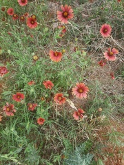 Gaillardia amblyodon