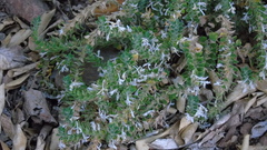 Tetramerium nervosum