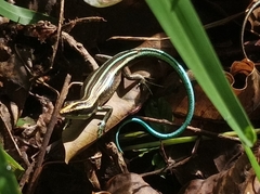 Emoia caeruleocauda