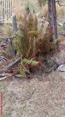 Polystichum speciosissimum