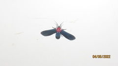 Psoloptera thoracica