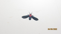 Psoloptera thoracica