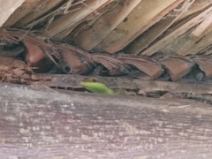 Emoia cyanogaster