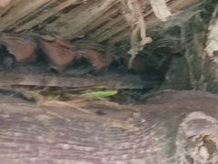 Emoia cyanogaster