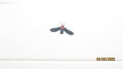 Psoloptera thoracica