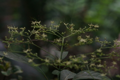 Clerodendrum cyrtophyllum