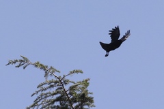 Corvus brachyrhynchos