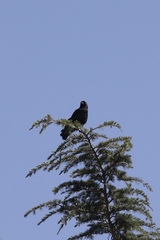 Corvus brachyrhynchos