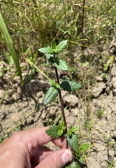 Enydra sessilis