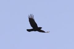 Corvus brachyrhynchos