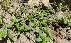 Enydra sessilis