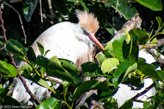 Bubulcus ibis image