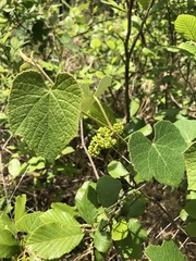 Vitis rufotomentosa