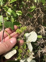 Vitis rufotomentosa