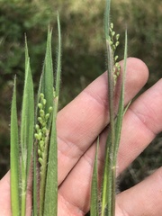 Dichanthelium consanguineum