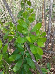 Persoonia cornifolia