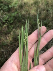 Dichanthelium consanguineum