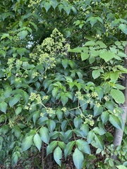 Staphylea japonica