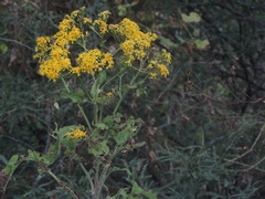 Roldana heracleifolia