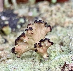 Cladia schizopora