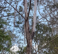 Eucalyptus moluccana
