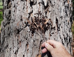 Corymbia trachyphloia