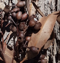 Corymbia trachyphloia