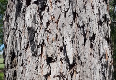 Corymbia trachyphloia