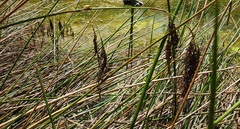 Machaerina articulata