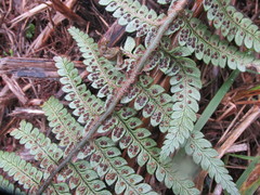 Polystichum wawranum