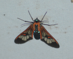 Cosmosoma cingulatum