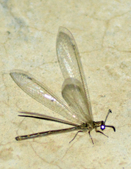 Myrmeleon acer