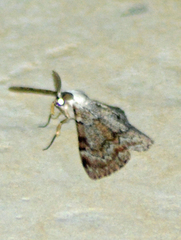 Thyrinteina arnobia