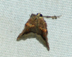Clydonopteron sacculana