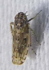 Hebecephalus