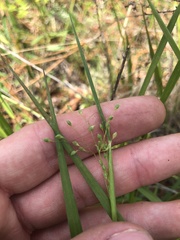 Dichanthelium bicknellii