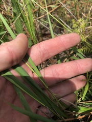 Dichanthelium bicknellii