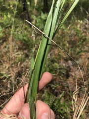 Dichanthelium bicknellii