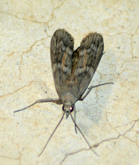 Lamoria anella