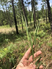 Dichanthelium bicknellii