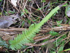 Blechnum zeelandicum